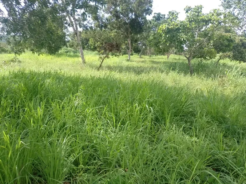 Fazenda em Buritis/Minas Gerais — Ref 0ETHMC — Imagem 32