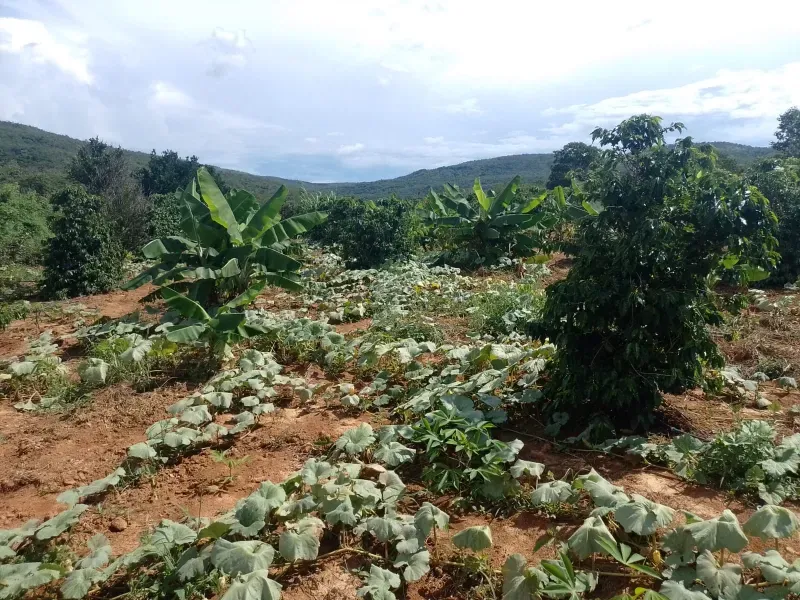 Fazenda em Buritis/Minas Gerais — Ref 0ETHMC — Imagem 35