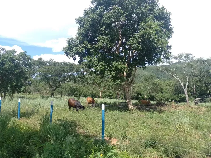 Fazenda em Buritis/Minas Gerais — Ref 0ETHMC — Imagem 34