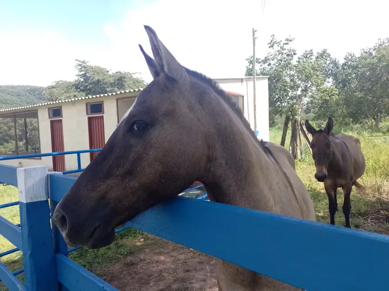 Fazenda em Buritis/Minas Gerais — Ref 0ETHMC — Imagem 21