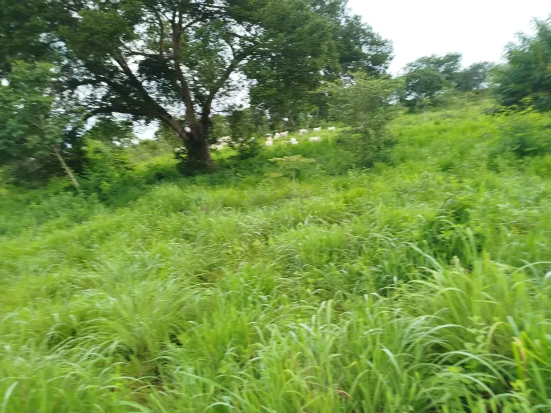 Fazenda em Pintópolis/Minas Gerais — Ref HI47FD — Imagem 3