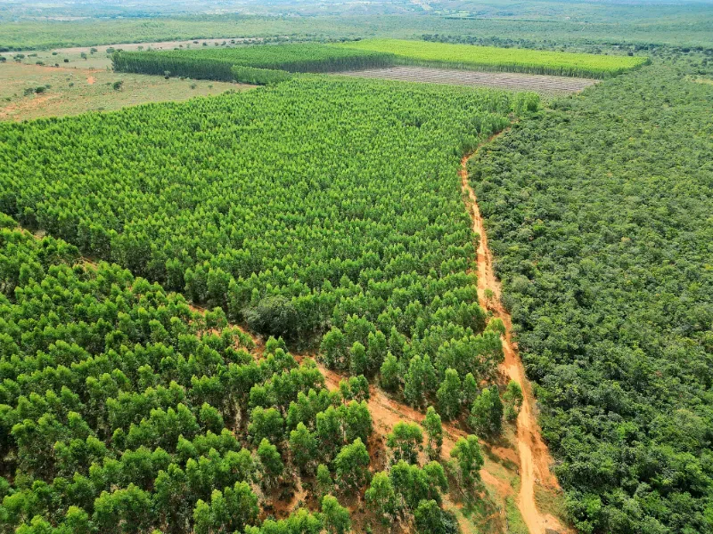 Fazenda em Bocaiúva/Minas Gerais — Ref 91221Z — Imagem 2