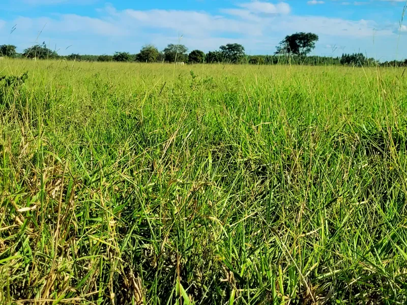 Fazenda em Bocaiúva/Minas Gerais — Ref 91221Z — Imagem 19