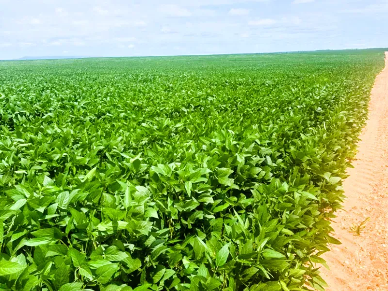 Fazenda em Jussara/Goiás — Ref FIB9IZ — Imagem 19