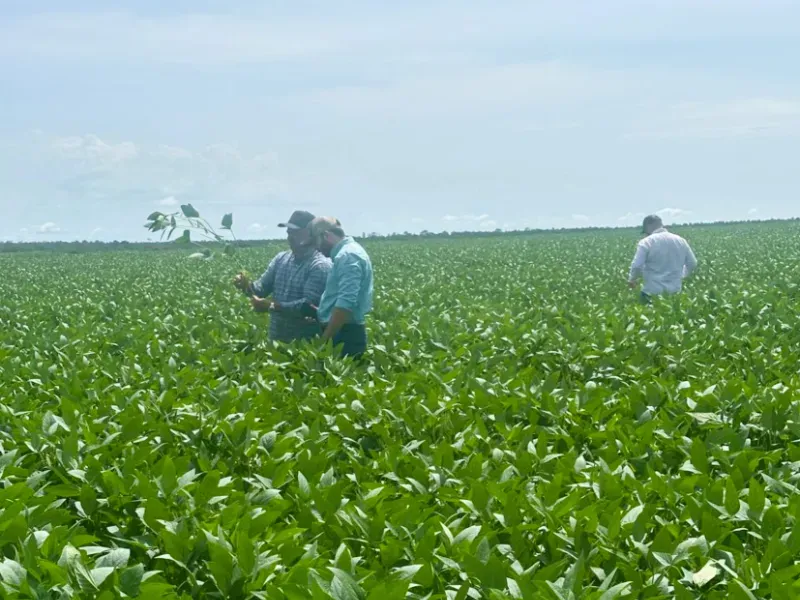 Fazenda em Jussara/Goiás — Ref FIB9IZ — Imagem 20