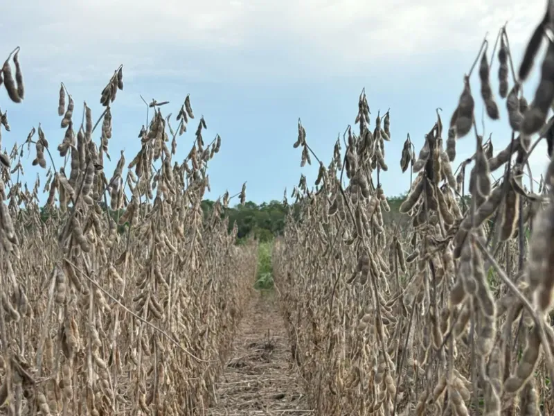 Fazenda em Jussara/Goiás — Ref FIB9IZ — Imagem 22