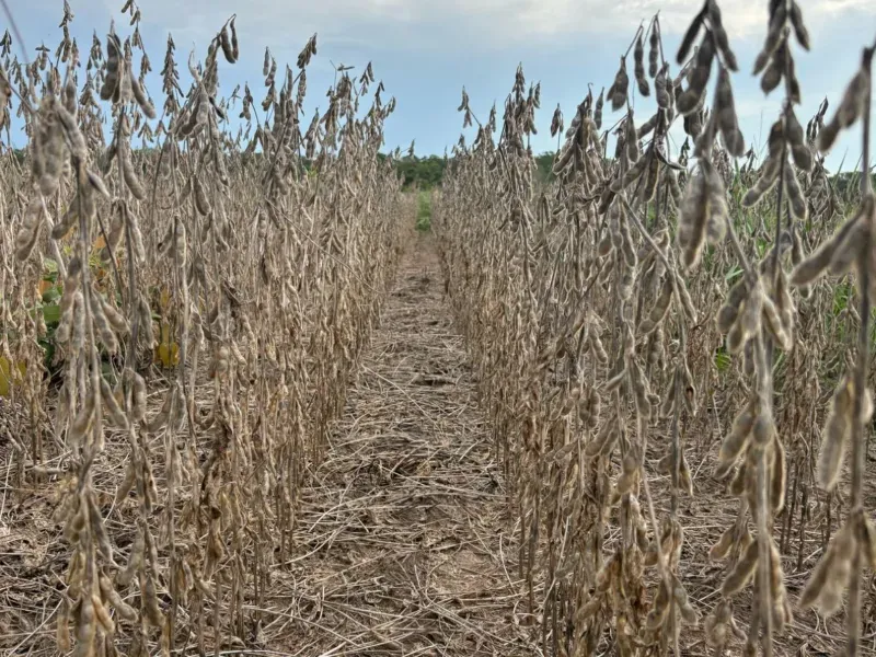 Fazenda em Jussara/Goiás — Ref FIB9IZ — Imagem 23
