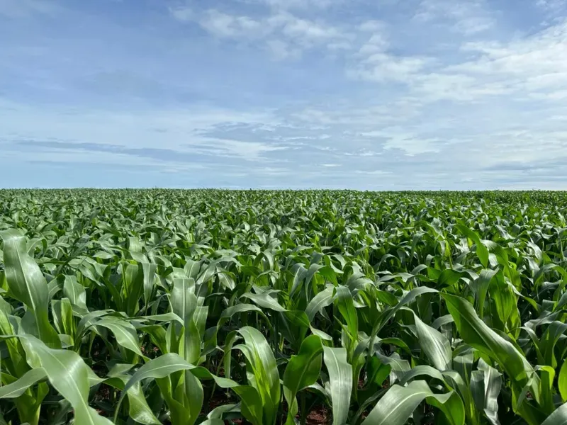 Fazenda em Jussara/Goiás — Ref FIB9IZ — Imagem 25