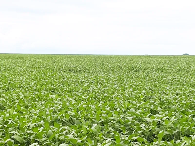 Fazenda em Santa Terezinha/Mato Grosso — Ref ZQR70R — Imagem 6