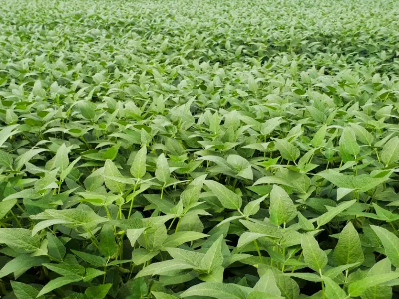 Fazenda em Santa Terezinha/Mato Grosso — Ref ZQR70R — Imagem 7