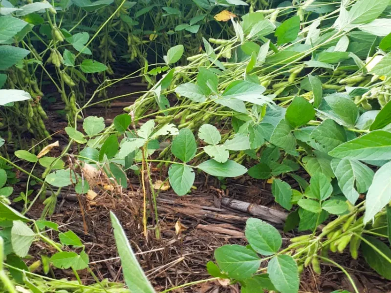 Fazenda em Santa Terezinha/Mato Grosso — Ref ZQR70R — Imagem 8