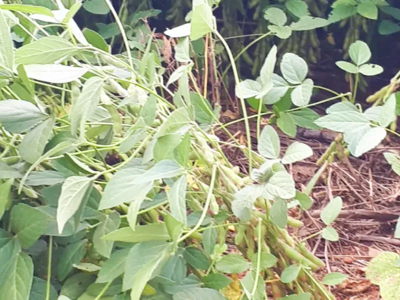 Fazenda em Santa Terezinha/Mato Grosso — Ref ZQR70R — Imagem 10