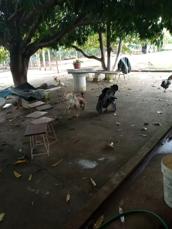 Fazenda em Uberaba/Minas Gerais — Ref 4TVXEI — Imagem 6