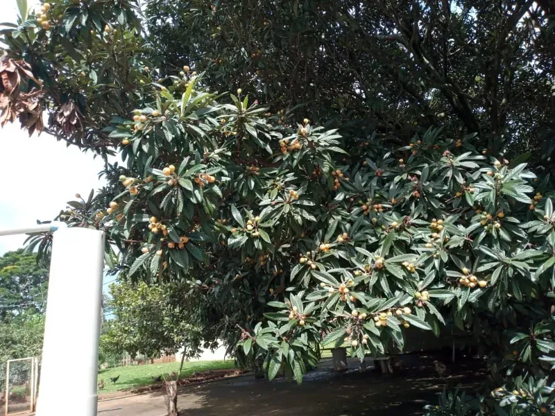 Fazenda em Uberaba/Minas Gerais — Ref 4TVXEI — Imagem 5