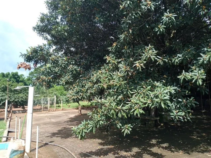 Fazenda em Uberaba/Minas Gerais — Ref 4TVXEI — Imagem 11