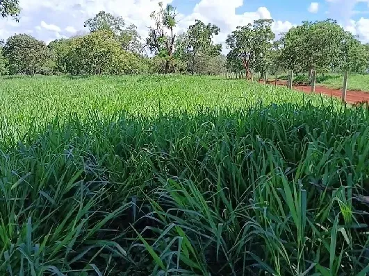 Fazenda em Biquinhas/Minas Gerais — Ref UIPT4F — Imagem 15