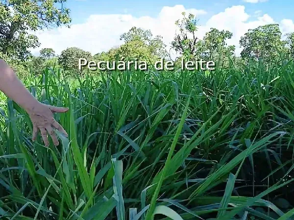 Fazenda em Biquinhas/Minas Gerais — Ref UIPT4F — Imagem 20