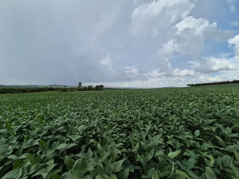 Fazenda em Rochedo/Mato Grosso do Sul — Ref XHPB48 — Imagem 12