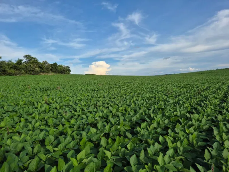 Fazenda em Rochedo/Mato Grosso do Sul — Ref XHPB48 — Imagem 13