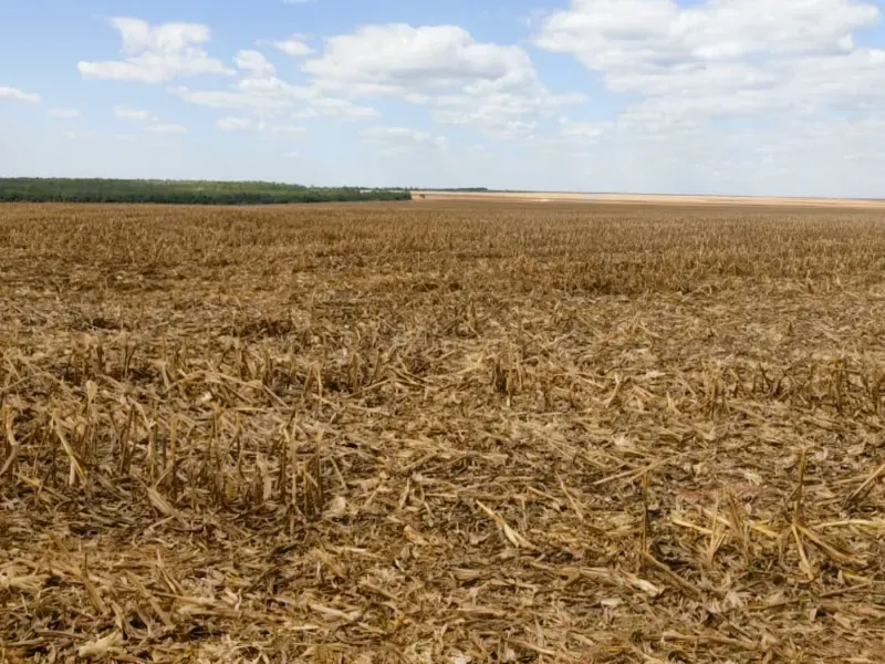 Fazenda em Campo Novo do Parecis/Mato Grosso — Ref N74BO6 — Imagem 6