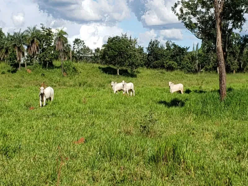 Fazenda em Piranhas/Goiás — Ref 93UYS3 — Imagem 7