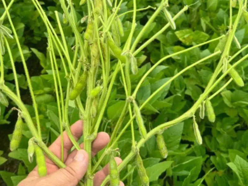 Fazenda em Formosa/Goiás — Ref 5IUCXC — Imagem 3