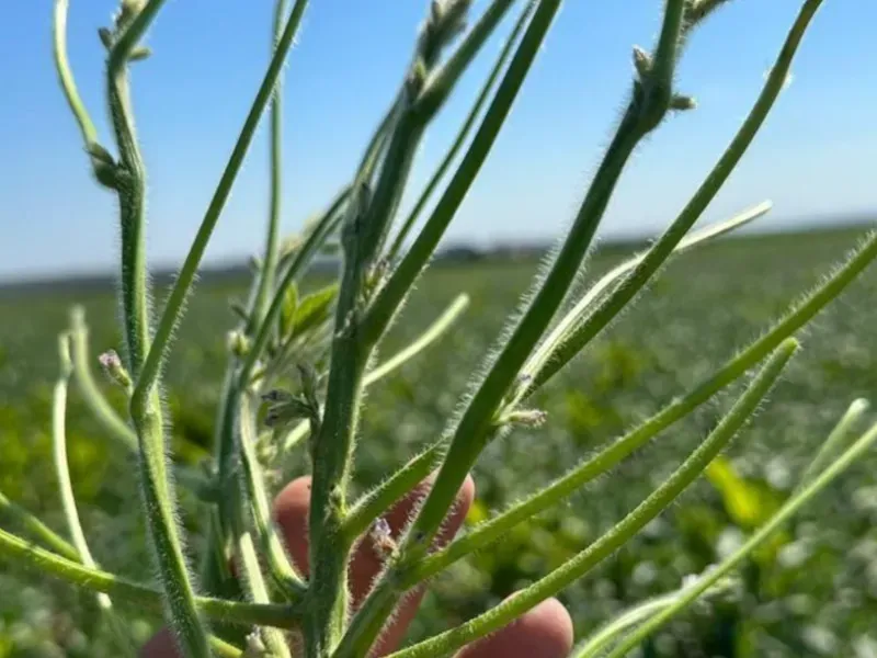 Fazenda em Formosa/Goiás — Ref 5IUCXC — Imagem 4