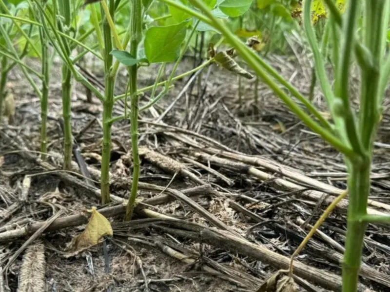 Fazenda em Formosa/Goiás — Ref 5IUCXC — Imagem 5