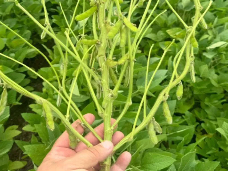 Fazenda em Formosa/Goiás — Ref 5IUCXC — Imagem 6