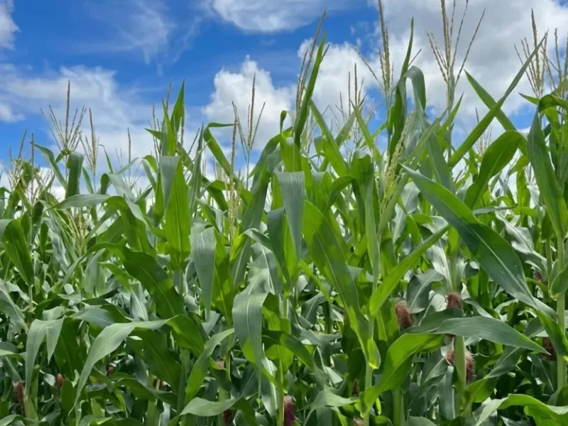 Fazenda em Novo São Joaquim/Mato Grosso — Ref XG83ED — Imagem 10