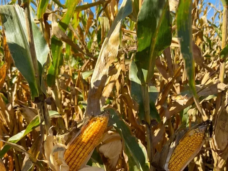 Fazenda em Novo São Joaquim/Mato Grosso — Ref XG83ED — Imagem 11