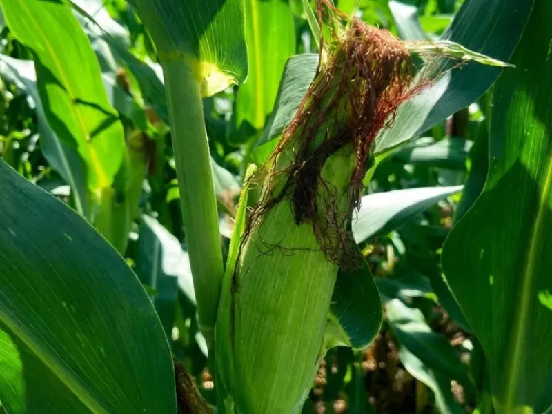 Fazenda em Novo São Joaquim/Mato Grosso — Ref XG83ED — Imagem 14