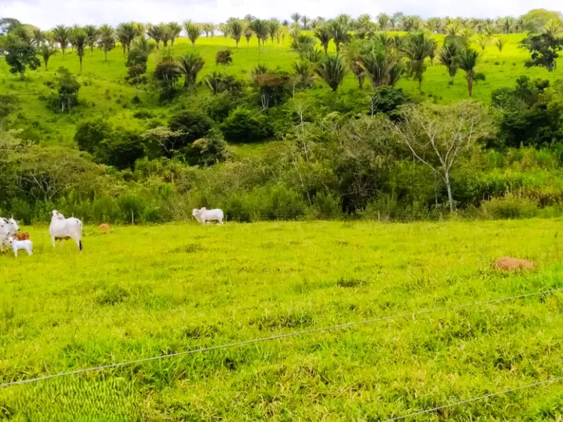 Fazenda em Anápolis/Goiás — Ref 9R3WGF — Imagem 11