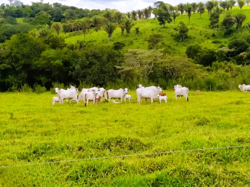 Fazenda em Anápolis/Goiás — Ref 9R3WGF — Imagem 13