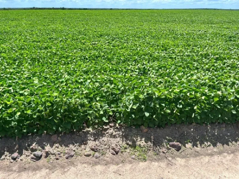 Fazenda em Afonso Cunha/Maranhão — Ref 77IXYU — Imagem 16