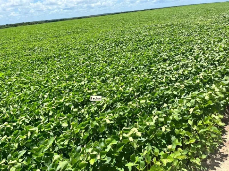 Fazenda em Afonso Cunha/Maranhão — Ref 77IXYU — Imagem 17