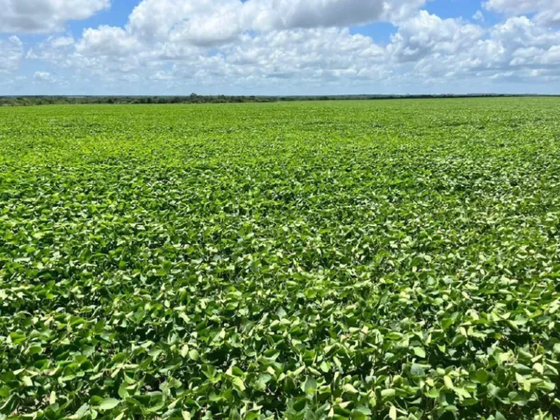 Fazenda em Afonso Cunha/Maranhão — Ref 77IXYU — Imagem 18