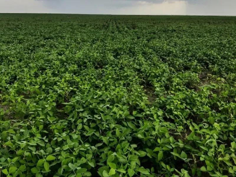 Fazenda em Afonso Cunha/Maranhão — Ref 77IXYU — Imagem 21