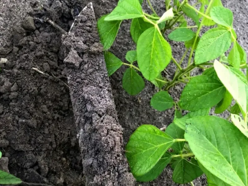 Fazenda em Afonso Cunha/Maranhão — Ref 77IXYU — Imagem 22
