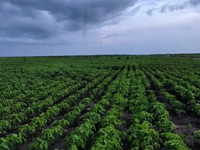 Fazenda em Afonso Cunha/Maranhão — Ref 77IXYU — Imagem 24