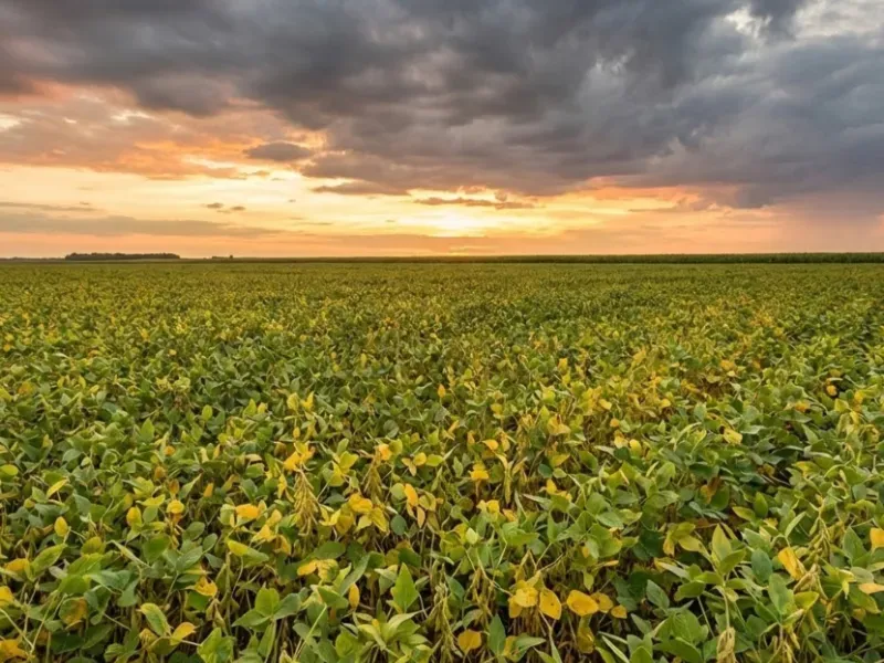 Fazenda em Afonso Cunha/Maranhão — Ref 77IXYU — Imagem 26