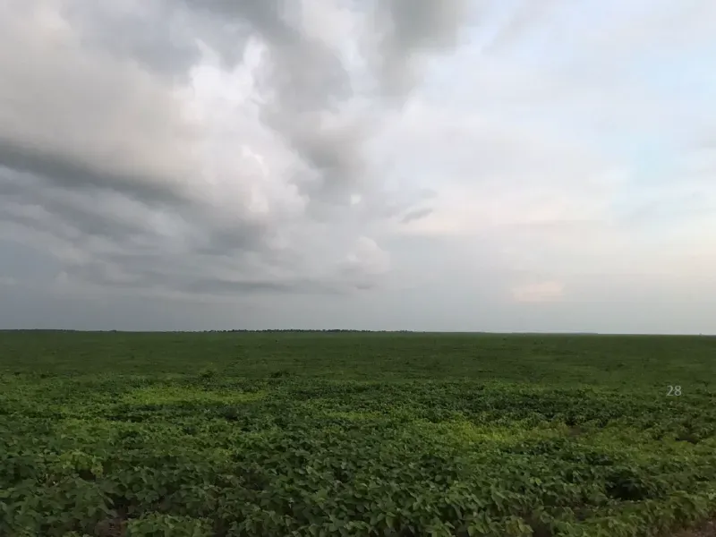 Fazenda em Afonso Cunha/Maranhão — Ref 77IXYU — Imagem 33