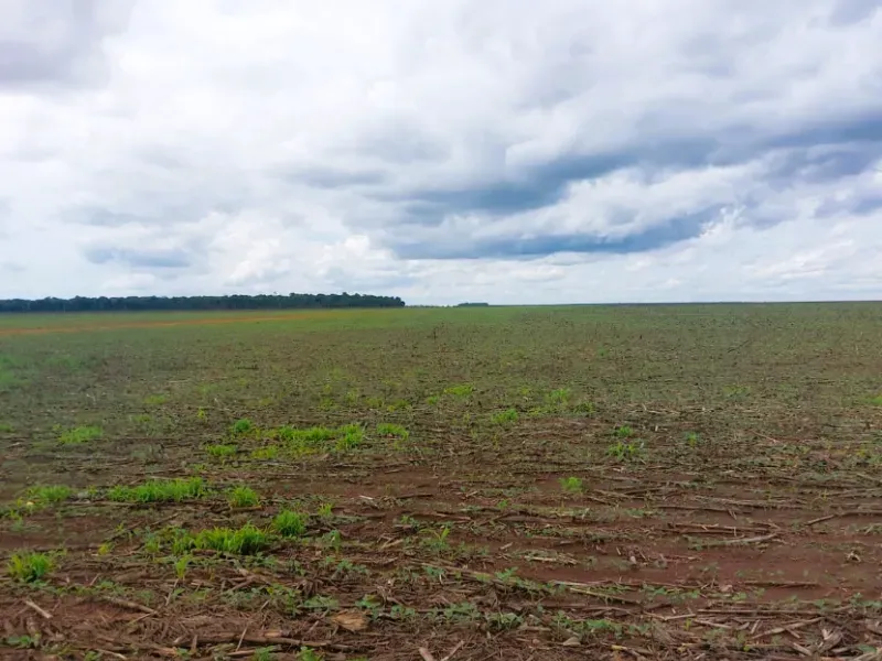Fazenda em Querência/Mato Grosso — Ref K2CRLQ — Imagem 4