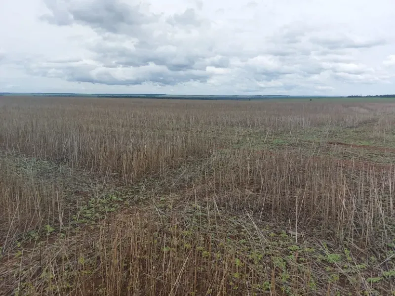 Fazenda em Querência/Mato Grosso — Ref K2CRLQ — Imagem 2
