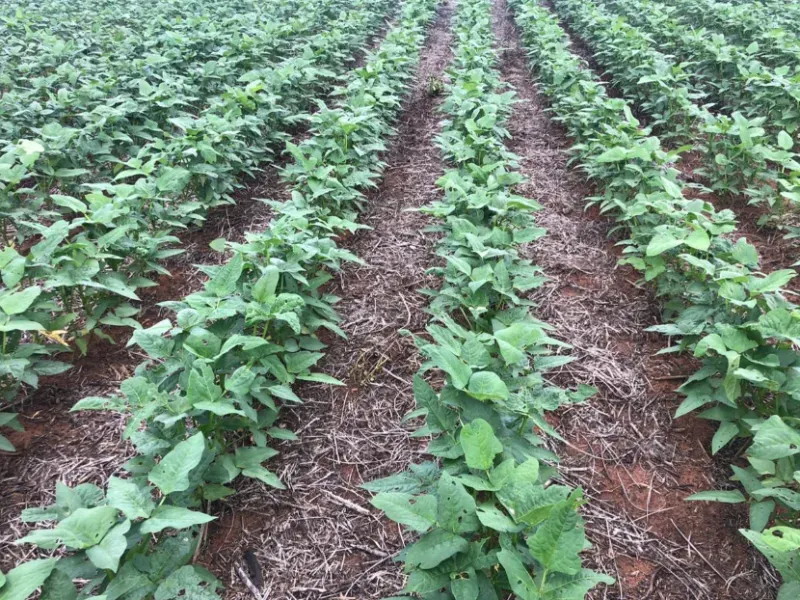 Fazenda em Gaúcha do Norte/Mato Grosso — Ref TZ2Z01 — Imagem 3