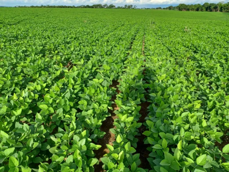 Fazenda em Gaúcha do Norte/Mato Grosso — Ref TZ2Z01 — Imagem 4