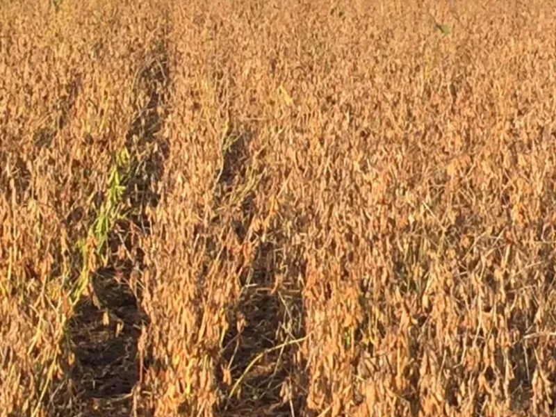 Fazenda em Gaúcha do Norte/Mato Grosso — Ref TZ2Z01 — Imagem 5