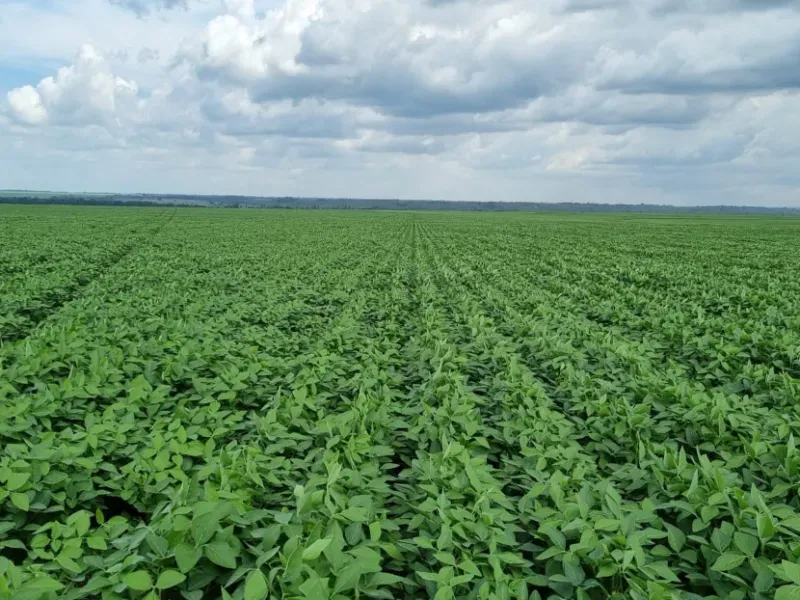 Fazenda em Gaúcha do Norte/Mato Grosso — Ref TZ2Z01 — Imagem 6