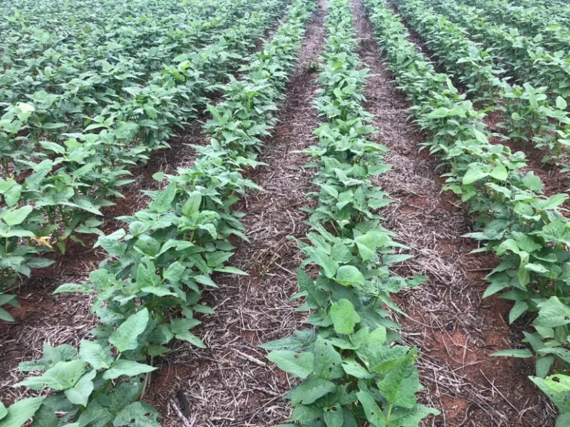 Fazenda em Gaúcha do Norte/Mato Grosso — Ref TZ2Z01 — Imagem 7