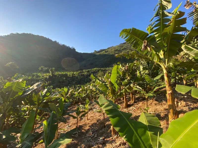 Fazenda em Miracatu/São Paulo — Ref 4WCYL8 — Imagem 1